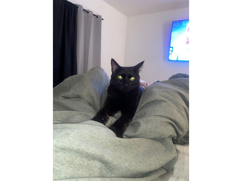 Pet Photo