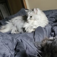 Lost Pet Image