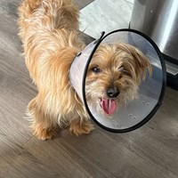 Lost Pet Image