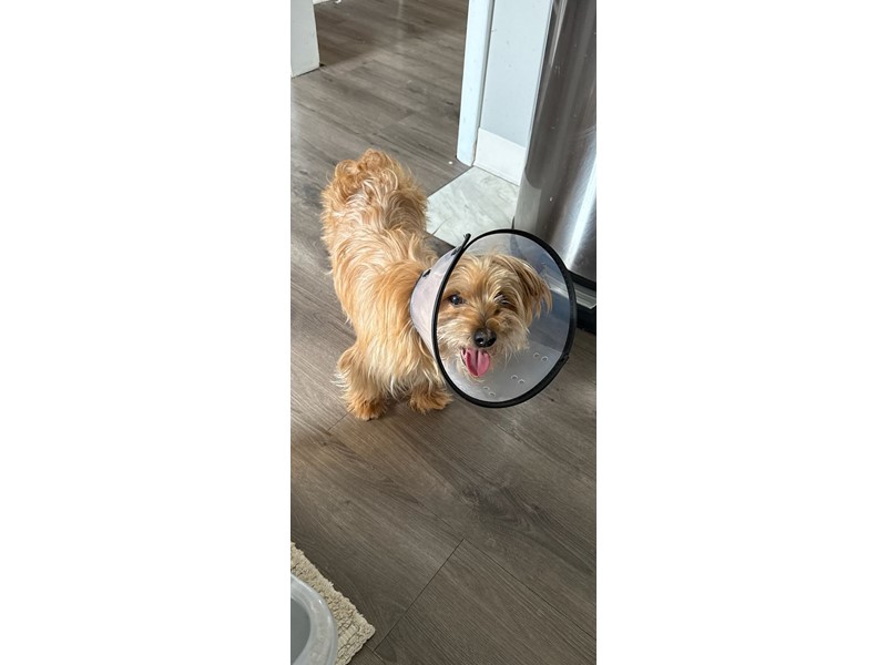 Pet Photo