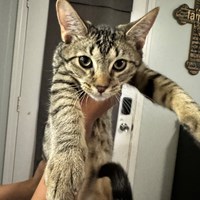 Lost Pet Image