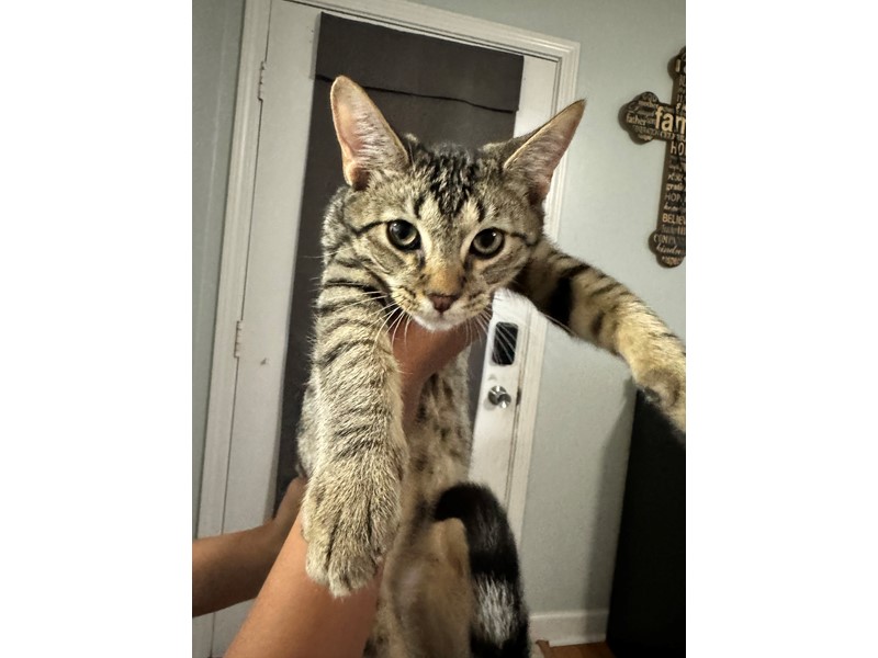Pet Photo