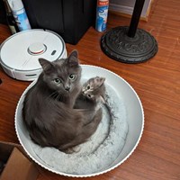 Lost Pet Image