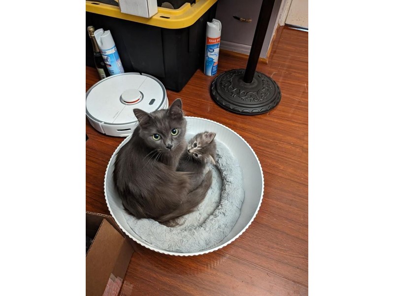 Pet Photo