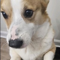 Lost Pet Image
