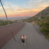 Lost Pet Image