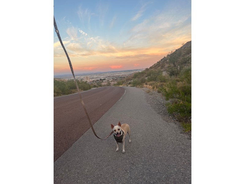 Pet Photo