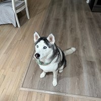 Lost Pet Image