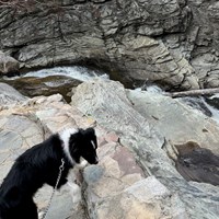 Lost Pet Image