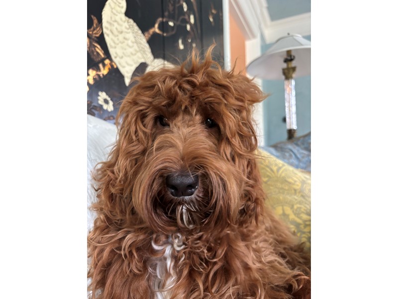 Pet Photo