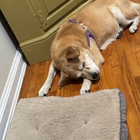Lost Pet Image