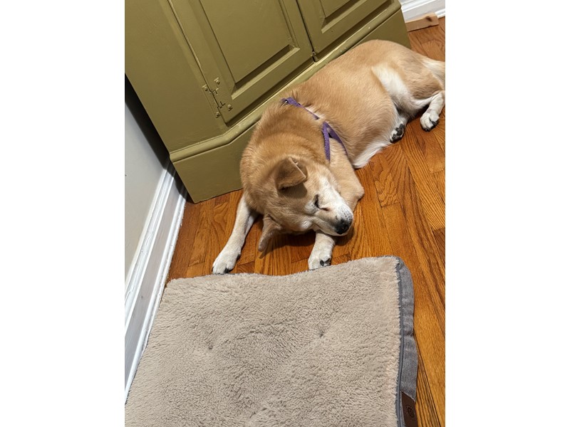 Pet Photo