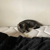 Lost Pet Image