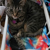 Lost Pet Image