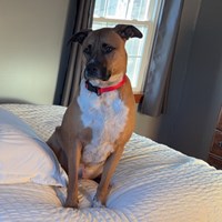 Lost Pet Image