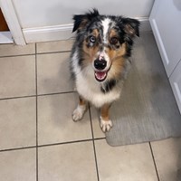 Lost Pet Image