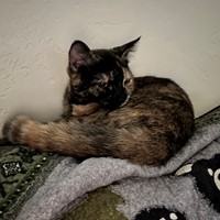 Lost Pet Image