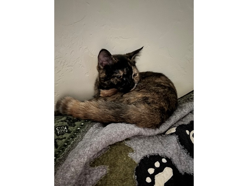 Pet Photo
