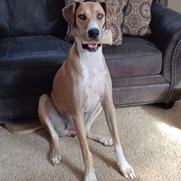 Lost Pet Image
