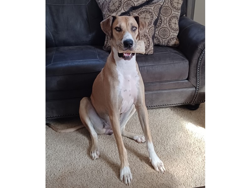 Pet Photo