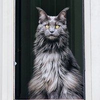 Lost Pet Image