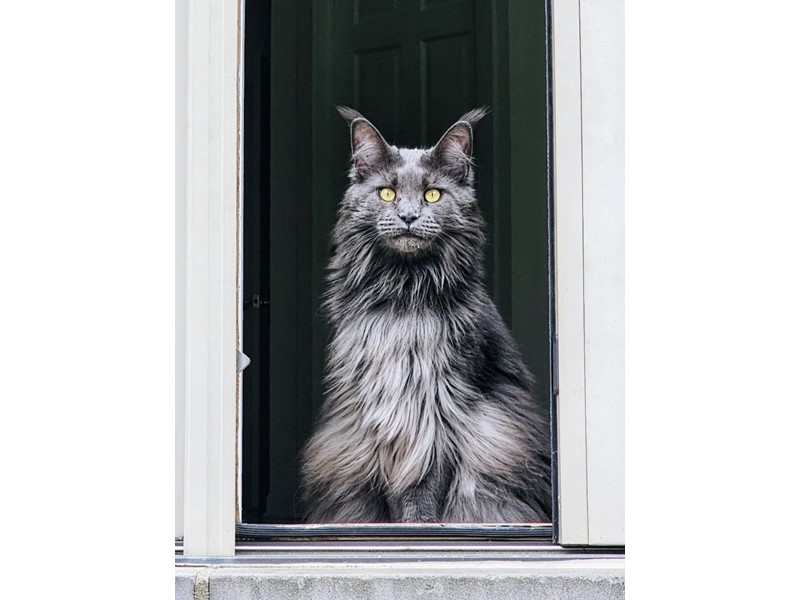Pet Photo
