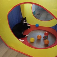 Lost Pet Image