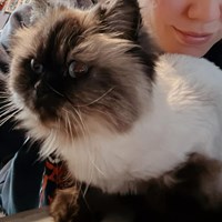 Lost Pet Image
