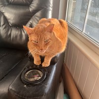 Lost Pet Image