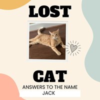 Lost Pet Image
