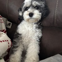 Lost Pet Image