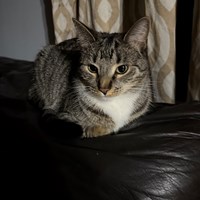 Lost Pet Image