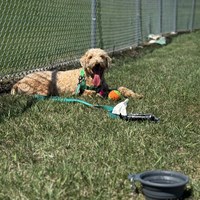 Lost Pet Image