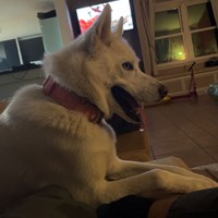Lost Pet Image
