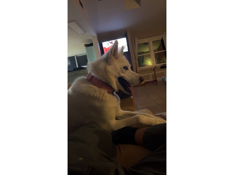 Pet Photo
