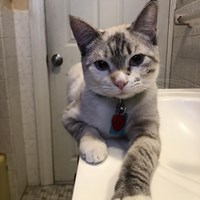 Lost Pet Image
