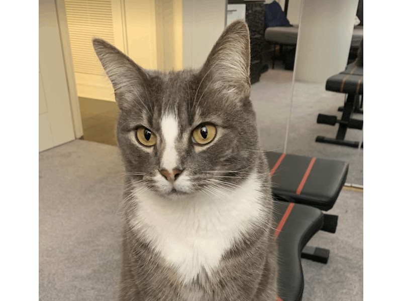 Pet Photo