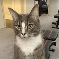 Lost Pet Image