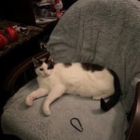 Lost Pet Image