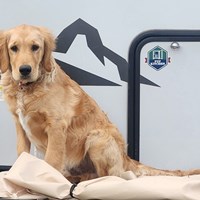 Lost Pet Image