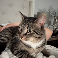 Lost Pet Image