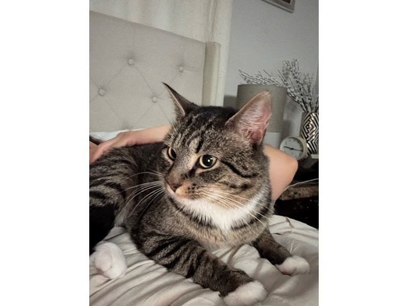 Pet Photo