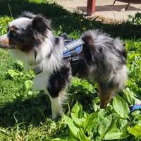 Lost Pet Image
