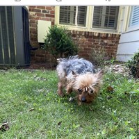 Lost Pet Image