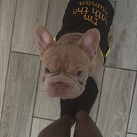 Lost Pet Image