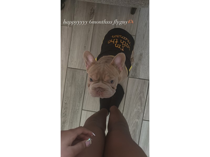 Pet Photo