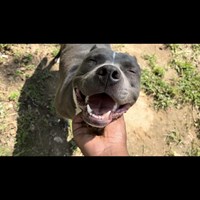 Lost Pet Image