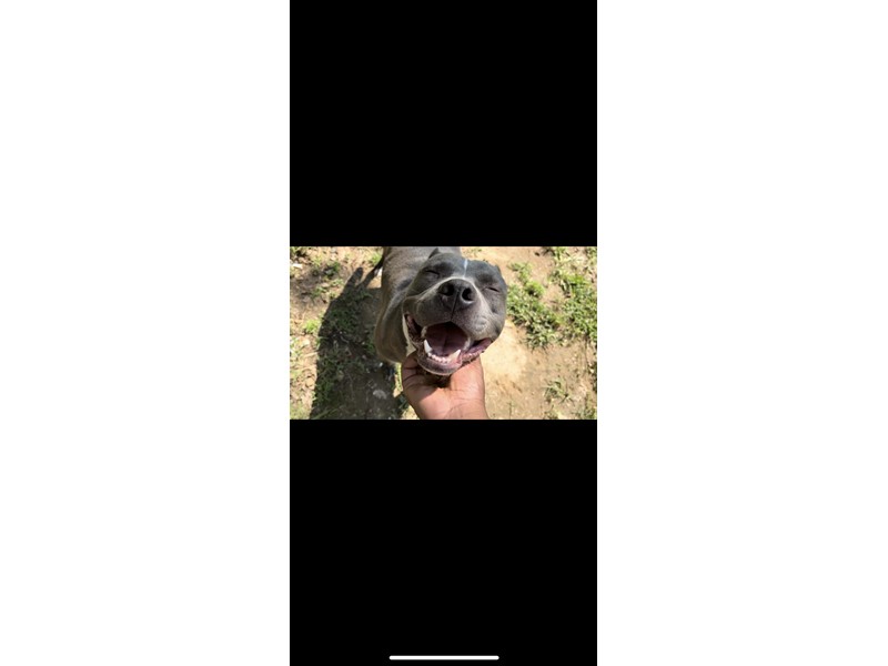 Pet Photo