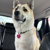 Lost Pet Image