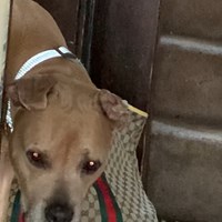 Lost Pet Image